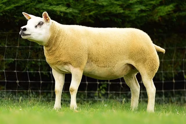 Bất ngờ con cừu có giá tới 11,37 tỷ đồng - Hình 10 Bat ngo con cuu co gia toi 11,37 ty dong-Hinh-10