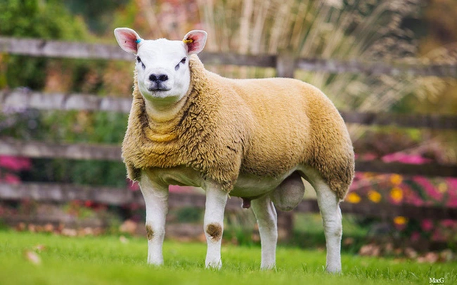 Bất ngờ con cừu có giá tới 11,37 tỷ đồng - Hình 7 Bat ngo con cuu co gia toi 11,37 ty dong-Hinh-7