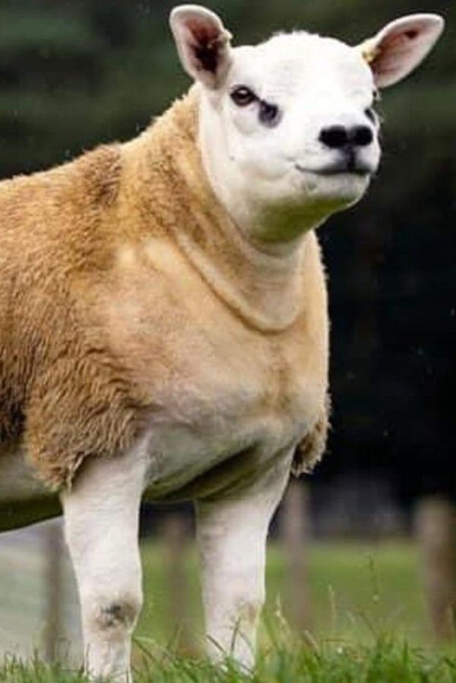 Bất ngờ con cừu có giá tới 11,37 tỷ đồng - Hình 8 Bat ngo con cuu co gia toi 11,37 ty dong-Hinh-8