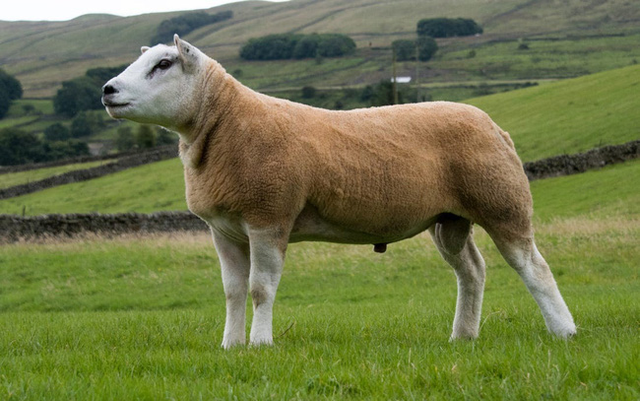 Bất ngờ con cừu có giá tới 11,37 tỷ đồng - Hình 6 Bat ngo con cuu co gia toi 11,37 ty dong-Hinh-6