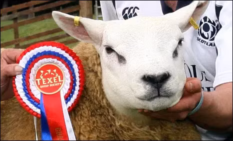 Bất ngờ con cừu có giá tới 11,37 tỷ đồng - Hình 11 Bat ngo con cuu co gia toi 11,37 ty dong-Hinh-11