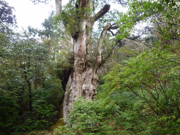 Bat ngo nhung loai cay tuoi tho lau doi hon ca nen van minh nhan loai-Hinh-9