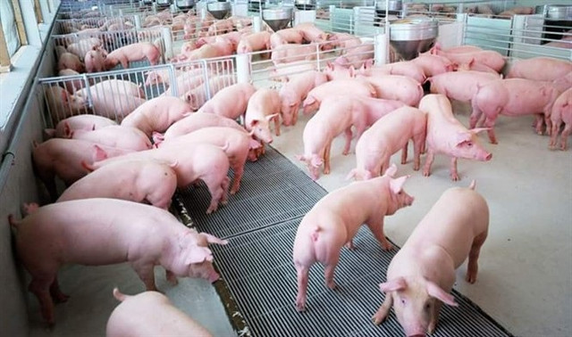 Giá heo hơi hôm nay 28/8: Tiếp tục giảm sâu, về dưới 85.000 đồng/kg Gia heo hoi hom nay 28/8: Tiep tuc giam sau, ve duoi 85.000 dong/kg