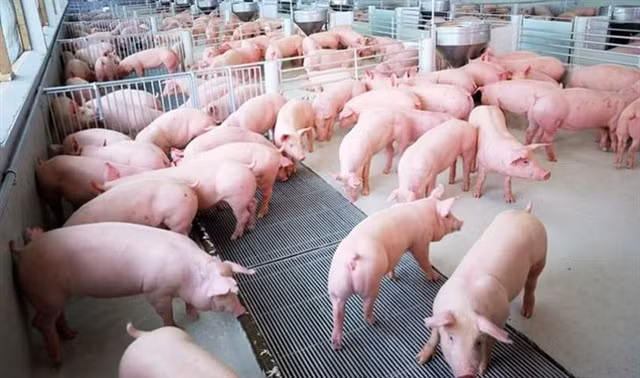 Gia heo hoi hom nay 28/8: Tiep tuc giam sau, ve duoi 85.000 dong/kg