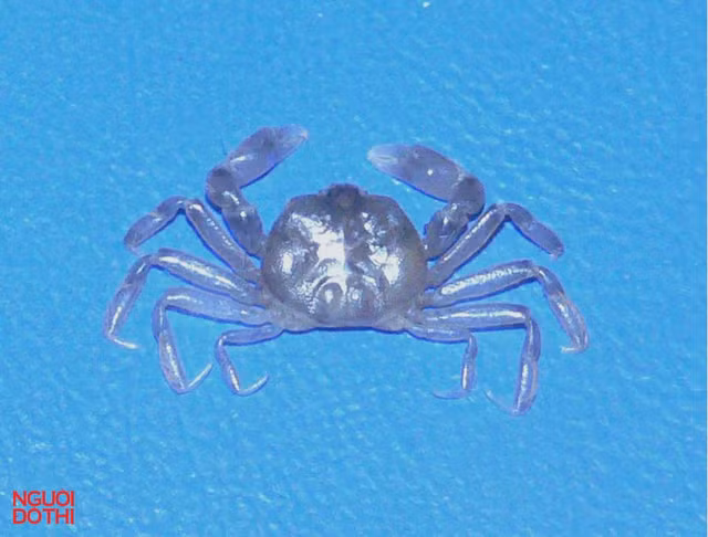 Can canh loai cua dau dac biet moi phat hien o Viet Nam-Hinh-4