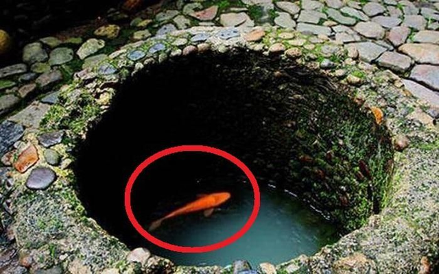 Vì sao người xưa thường thả rùa xuống giếng sau khi đào? - Hình 5 Vi sao nguoi xua thuong tha rua xuong gieng sau khi dao?-Hinh-5