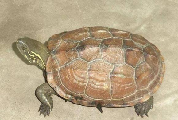 Vì sao người xưa thường thả rùa xuống giếng sau khi đào? Vi sao nguoi xua thuong tha rua xuong gieng sau khi dao?