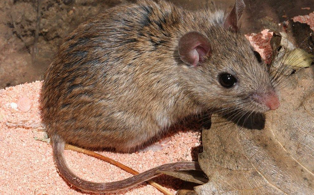 Những chuyện lạ cực thú vị như không tưởng - Hình 11 Nhung chuyen la cuc thu vi nhu khong tuong-Hinh-11