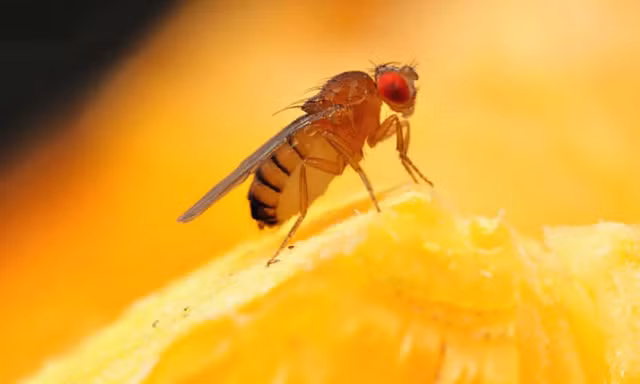 Ba dao ruoi giam duc chuoc 