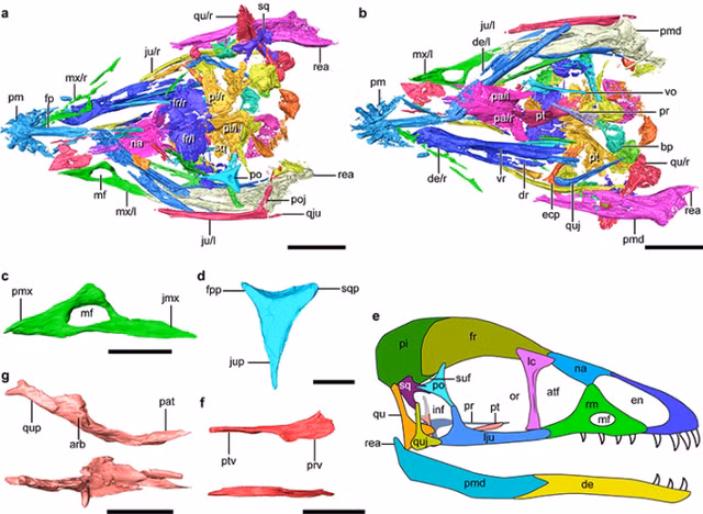 Phat hien loai chim song trong ky Phan trang tien hoa khac thuong-Hinh-3