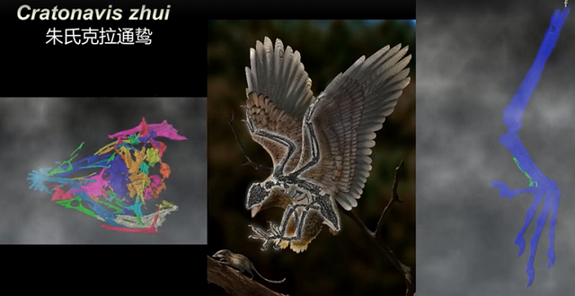 Phat hien loai chim song trong ky Phan trang tien hoa khac thuong-Hinh-7