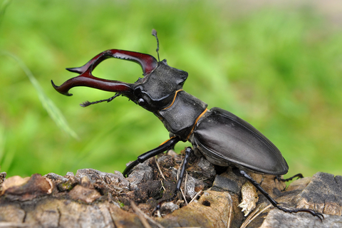 Vi sao bo canh cung Stag Beetles duoc gioi nha giau lung mua?-Hinh-5