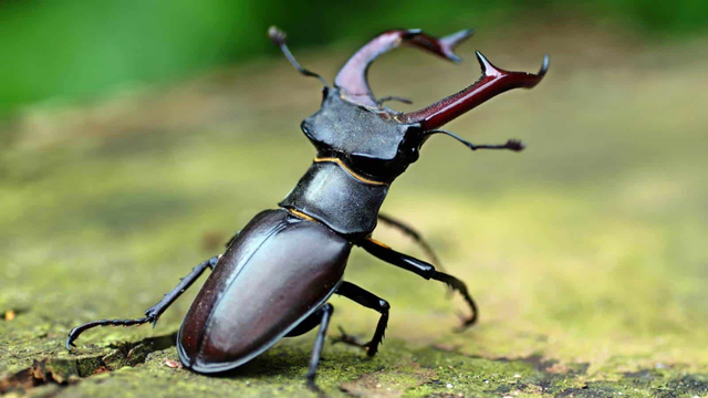 Vi sao bo canh cung Stag Beetles duoc gioi nha giau lung mua?