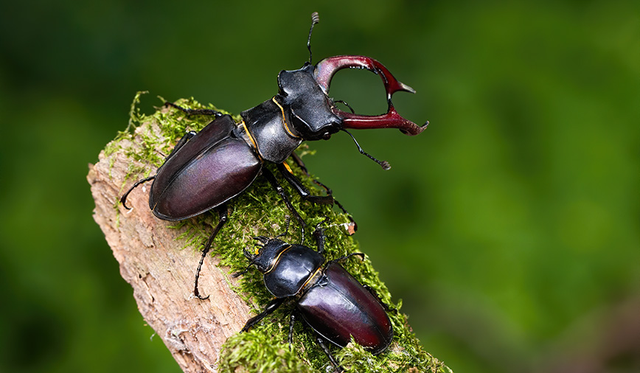 Vi sao bo canh cung Stag Beetles duoc gioi nha giau lung mua?-Hinh-7