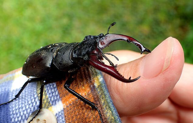 Vi sao bo canh cung Stag Beetles duoc gioi nha giau lung mua?-Hinh-8