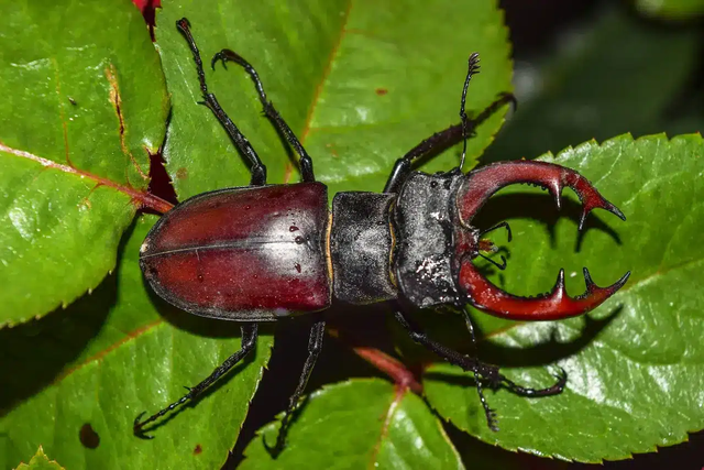 Vi sao bo canh cung Stag Beetles duoc gioi nha giau lung mua?-Hinh-3