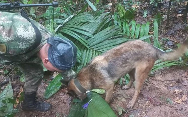 4 đứa trẻ sống sót trong rừng sau rơi máy bay: Những chi tiết kinh ngạc - Hình 10 4 dua tre song sot trong rung sau roi may bay: Nhung chi tiet kinh ngac-Hinh-10