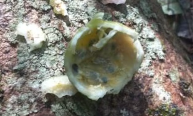 4 đứa trẻ sống sót trong rừng sau rơi máy bay: Những chi tiết kinh ngạc - Hình 9 4 dua tre song sot trong rung sau roi may bay: Nhung chi tiet kinh ngac-Hinh-9