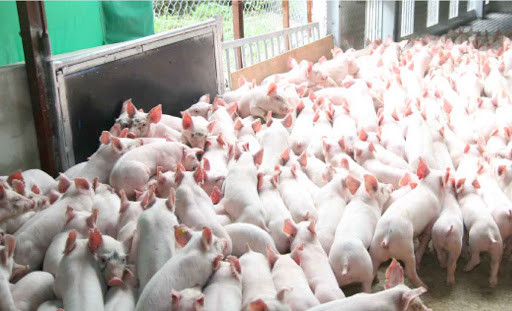 Giá heo hơi hôm nay 29/5: Bật tăng trở lại, heo nái heo con rất khan hiếm Gia heo hoi hom nay 29/5: Bat tang tro lai, heo nai heo con rat khan hiem