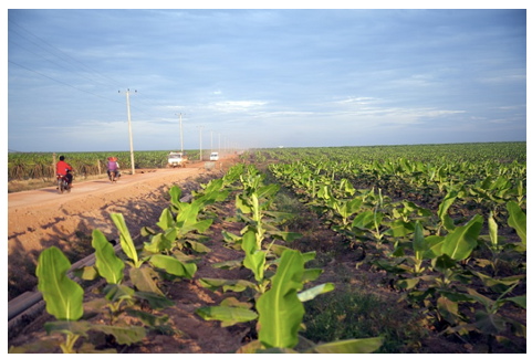 Thế khó của HAGL Agrico khi Thagrico dừng rót vốn thêm - Hình 2 The kho cua HAGL Agrico khi Thagrico dung rot von them-Hinh-2