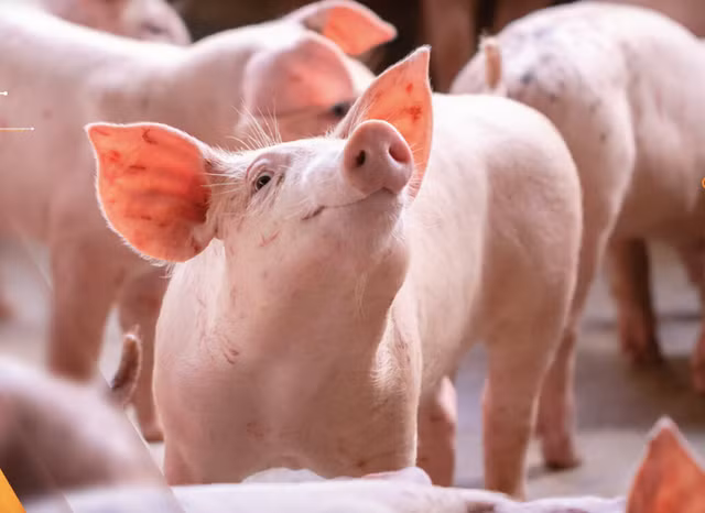 Gia heo hoi tang, nen theo doi doanh nghiep niem yet nao?-Hinh-4