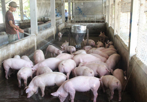 Giá heo hơi hôm nay 15/1: Cả nước cùng chững lại, cao nhất vẫn là 86.000 đồng/kg Gia heo hoi hom nay 15/1: Ca nuoc cung chung lai, cao nhat van la 86.000 dong/kg