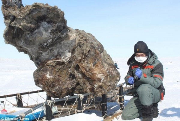 Phát hiện xác voi ma mút nguyên vẹn ở Siberia Phat hien xac voi ma mut nguyen ven o Siberia