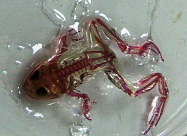 Những động vật đột biến lạ lùng nhất thế giới - Hình 6 Nhung dong vat dot bien la lung nhat the gioi-Hinh-6