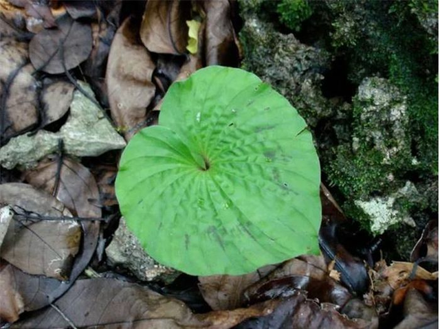 Vì sao có loài cây chỉ mọc duy nhất một chiếc lá? Vi sao co loai cay chi moc duy nhat mot chiec la?