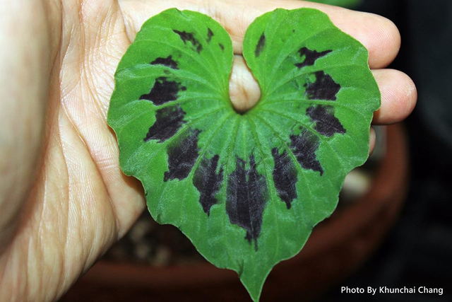 Vi sao co loai cay chi moc duy nhat mot chiec la?-Hinh-7