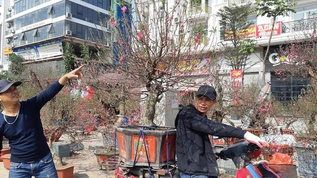 Đào, quất "xả hàng" sớm Dao, quat
