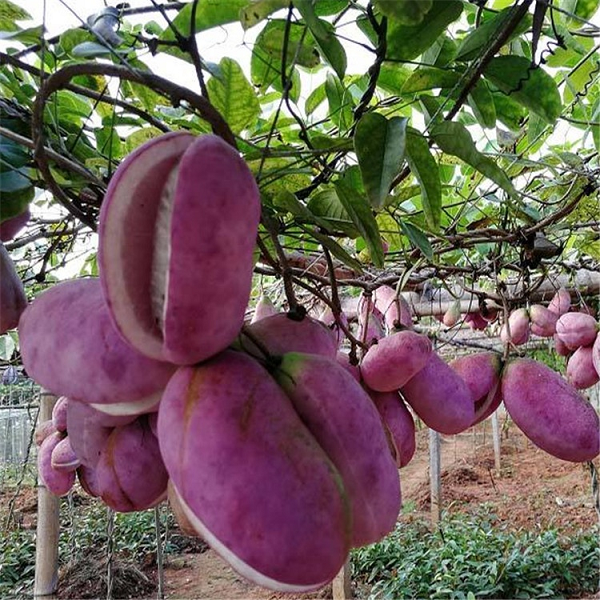 Thần dược cho quý ông nhìn tưởng “khoai lang tím” - Hình 6 Than duoc cho quy ong nhin tuong “khoai lang tim”-Hinh-6