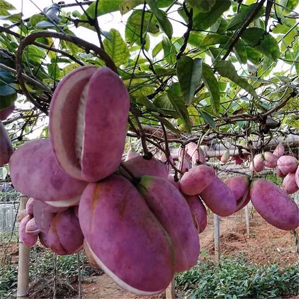 Than duoc cho quy ong nhin tuong “khoai lang tim”-Hinh-6