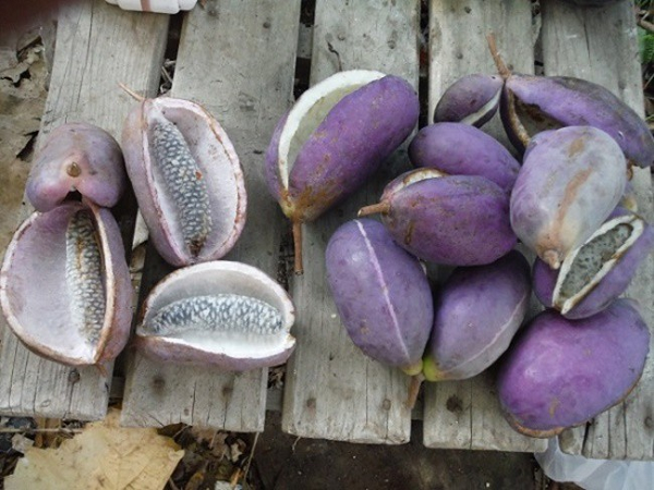 Thần dược cho quý ông nhìn tưởng “khoai lang tím” - Hình 4 Than duoc cho quy ong nhin tuong “khoai lang tim”-Hinh-4