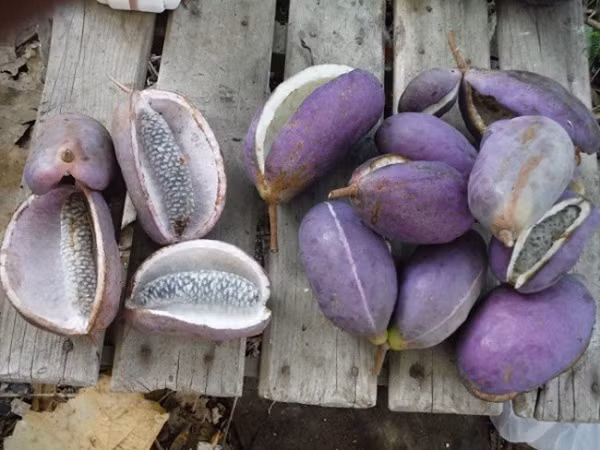 Than duoc cho quy ong nhin tuong “khoai lang tim”-Hinh-4