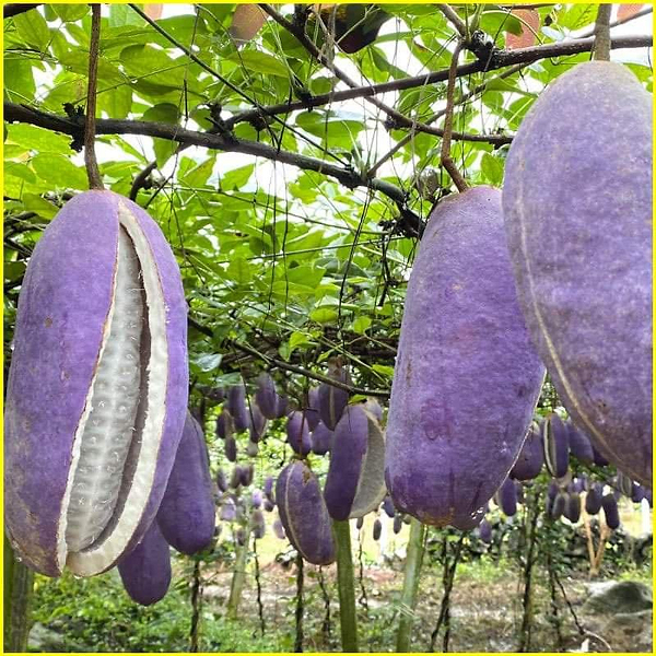 Thần dược cho quý ông nhìn tưởng “khoai lang tím” - Hình 7 Than duoc cho quy ong nhin tuong “khoai lang tim”-Hinh-7