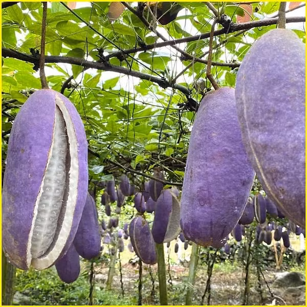 Than duoc cho quy ong nhin tuong “khoai lang tim”-Hinh-7