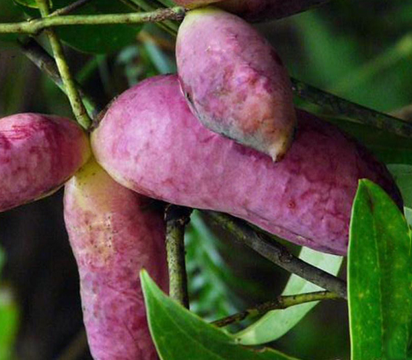 Thần dược cho quý ông nhìn tưởng “khoai lang tím” - Hình 8 Than duoc cho quy ong nhin tuong “khoai lang tim”-Hinh-8