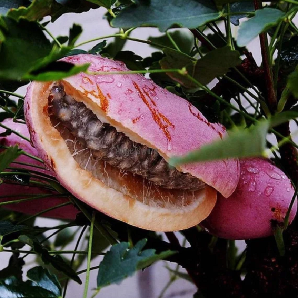 Thần dược cho quý ông nhìn tưởng “khoai lang tím” - Hình 9 Than duoc cho quy ong nhin tuong “khoai lang tim”-Hinh-9