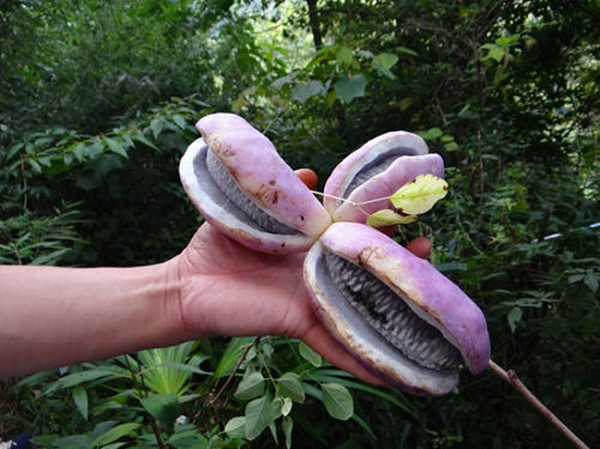 Thần dược cho quý ông nhìn tưởng “khoai lang tím” - Hình 3 Than duoc cho quy ong nhin tuong “khoai lang tim”-Hinh-3
