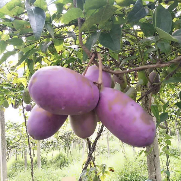 Thần dược cho quý ông nhìn tưởng “khoai lang tím” - Hình 11 Than duoc cho quy ong nhin tuong “khoai lang tim”-Hinh-11