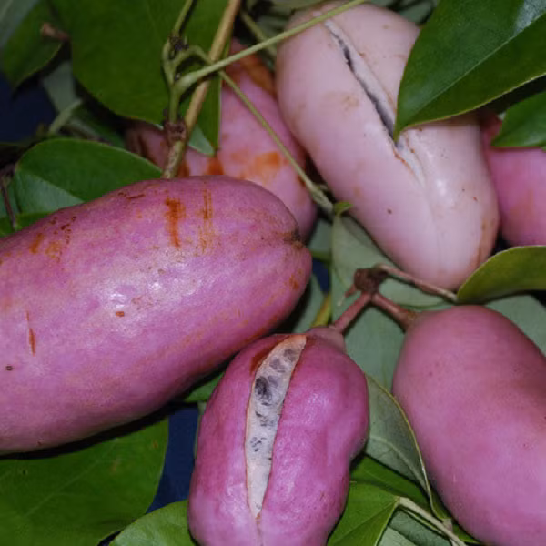 Than duoc cho quy ong nhin tuong “khoai lang tim”-Hinh-10