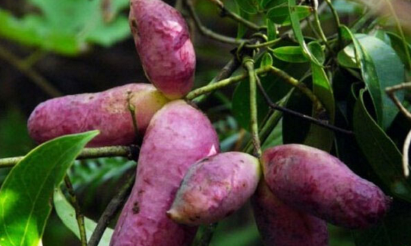 Thần dược cho quý ông nhìn tưởng “khoai lang tím” - Hình 5 Than duoc cho quy ong nhin tuong “khoai lang tim”-Hinh-5