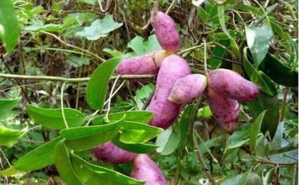 Thần dược cho quý ông nhìn tưởng “khoai lang tím” Than duoc cho quy ong nhin tuong “khoai lang tim”