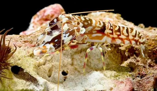 8 động vật tạo ra âm thanh cực lớn, có thể gây hại tai người - Hình 4 8 dong vat tao ra am thanh cuc lon, co the gay hai tai nguoi-Hinh-4