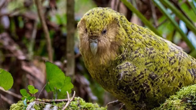 8 dong vat tao ra am thanh cuc lon, co the gay hai tai nguoi-Hinh-8