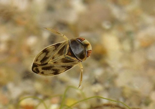 8 động vật tạo ra âm thanh cực lớn, có thể gây hại tai người - Hình 6 8 dong vat tao ra am thanh cuc lon, co the gay hai tai nguoi-Hinh-6