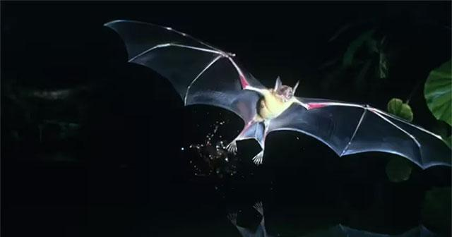 8 động vật tạo ra âm thanh cực lớn, có thể gây hại tai người - Hình 7 8 dong vat tao ra am thanh cuc lon, co the gay hai tai nguoi-Hinh-7