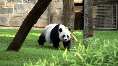 Vi sao gau truc du an chay van beo u?-Hinh-5