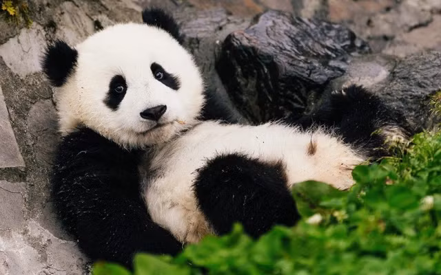 Vi sao gau truc du an chay van beo u?-Hinh-7